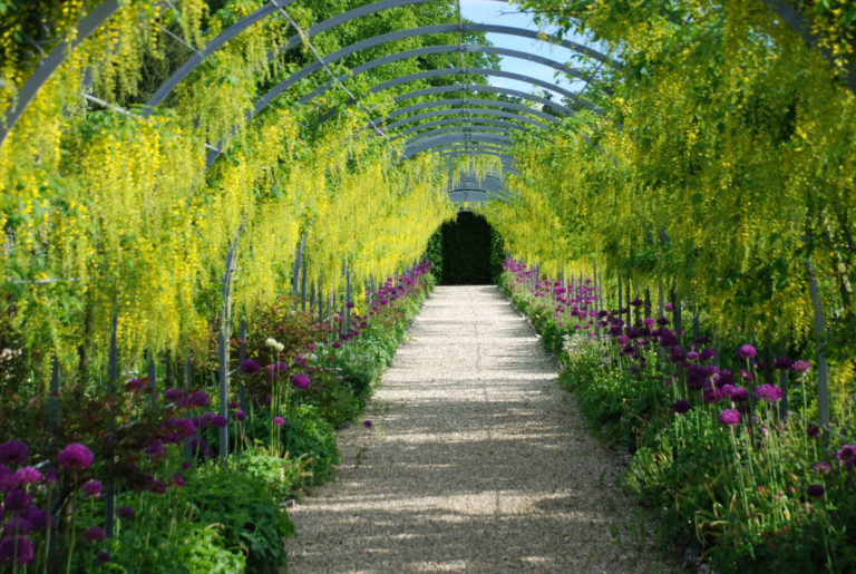 Laburnum arch 1 1