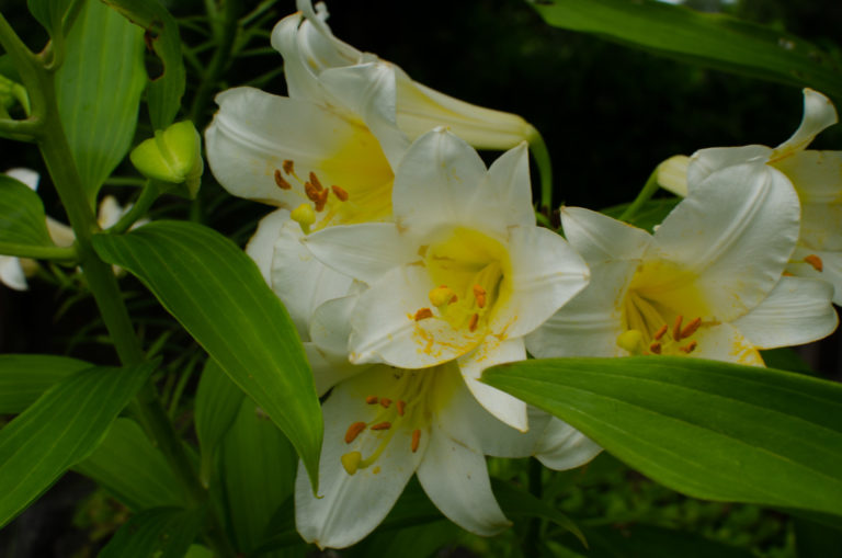 Lillies