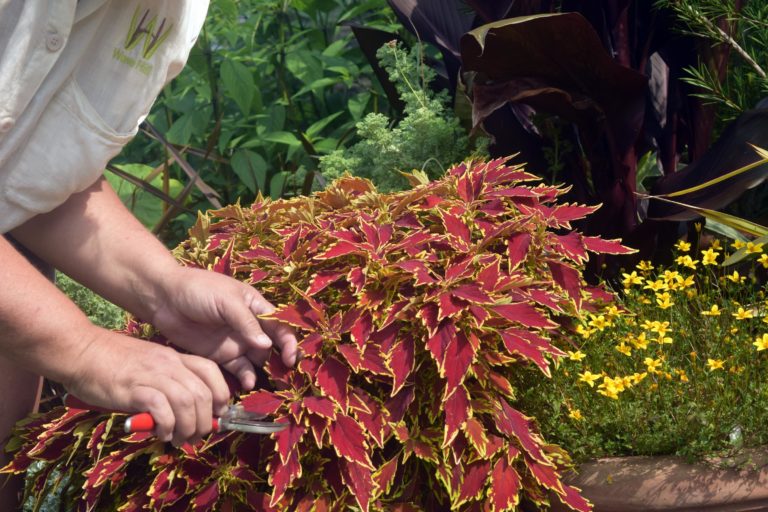 Perennial cuttings workshop2