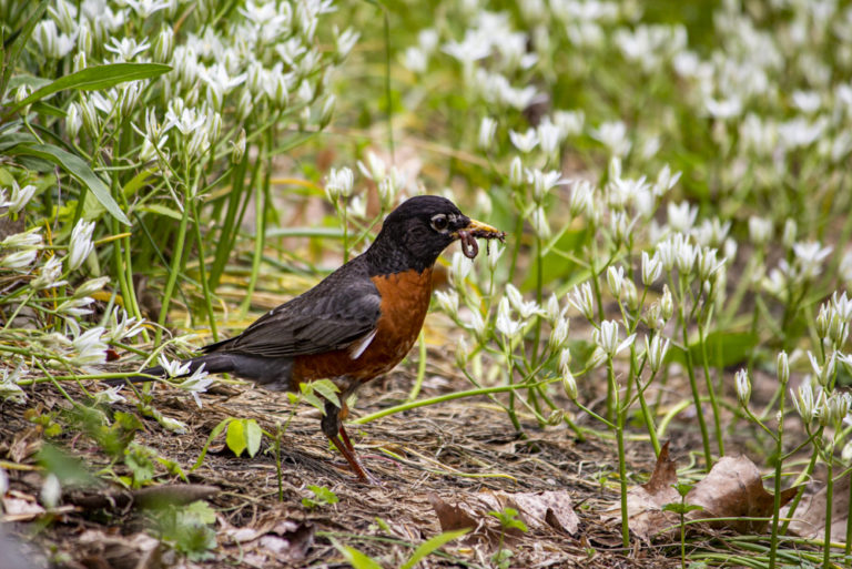 Robin with worm