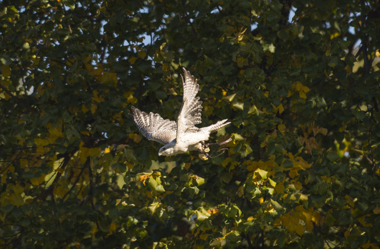 Skyhunters in flight 3000 3