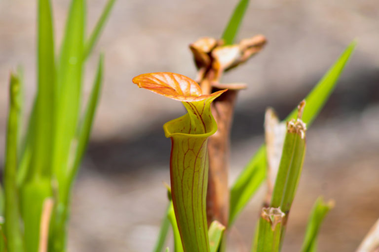 Summer carnivorous plants workshop