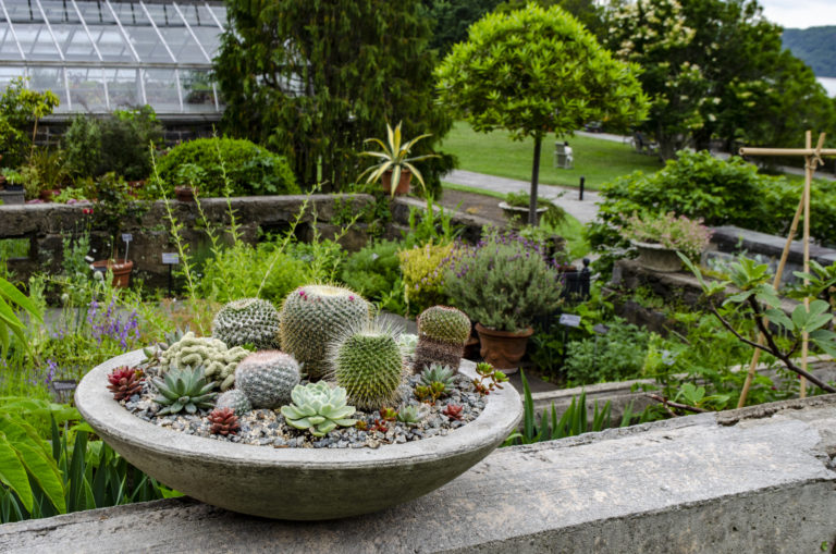 Summer plant pick of the day Wave Hill 01