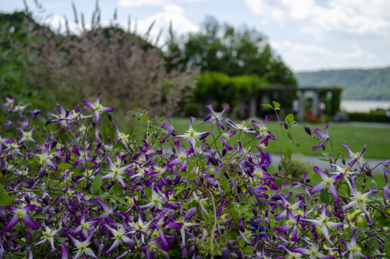 Summer plant pick of the day Wave Hill 02
