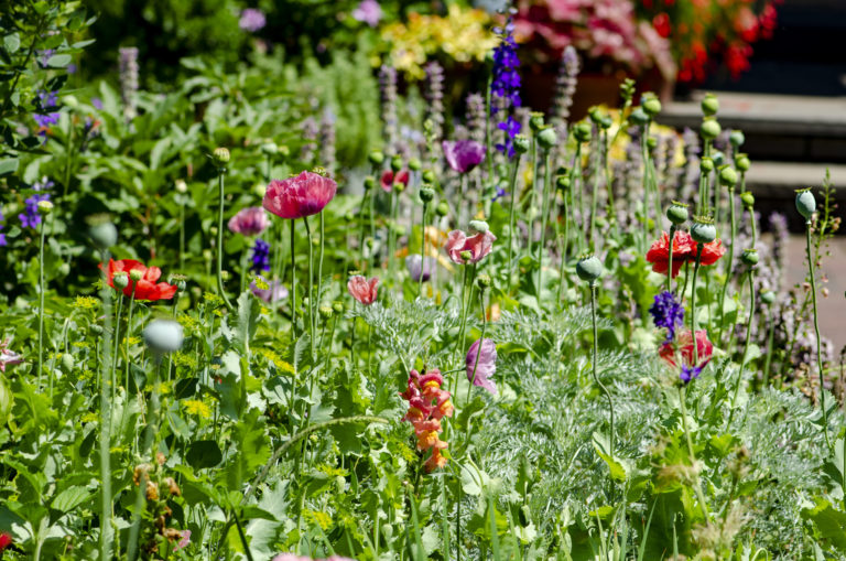 Summer plant pick of the day Wave Hill 03