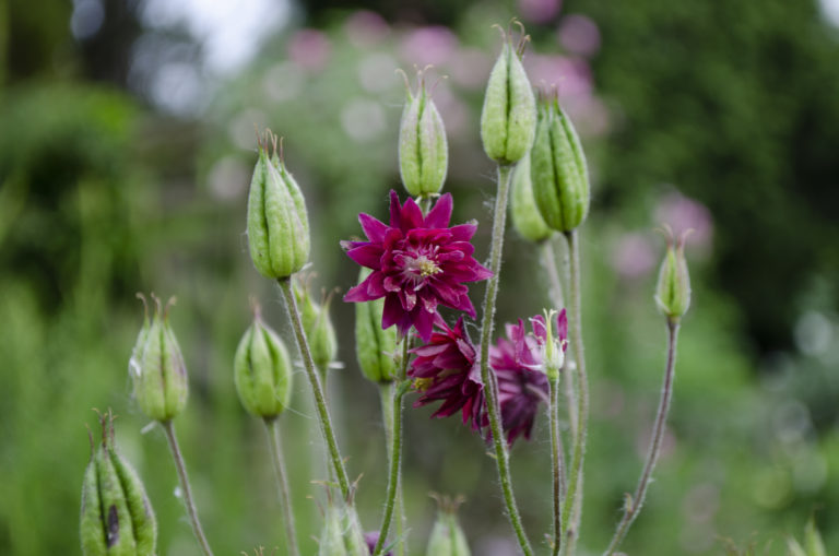 Summer plant pick of the day Wave Hill 05