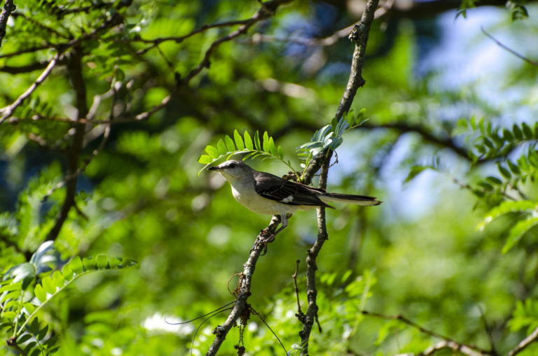 Summer summer birding Wave Hill 01