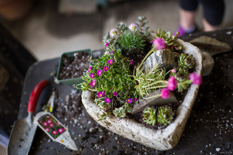 Wave hill Alpine Trough Weekend credit Joshua Bright md