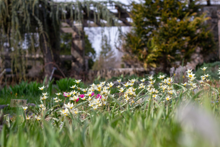 Wave hill April Garden Highlights Walk credit Wave Hill md