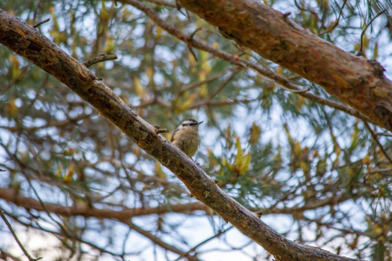 Wave hill Family Birding credit Wave Hill md