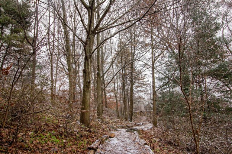 Wave hill Forest Bathing in the Winter Landscape credit Wave Hill md