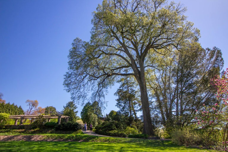 Wave hill Great Tree Walk credit Wave Hill md