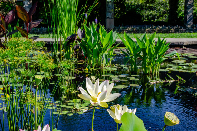 Wave hill Members Only Tour Aquatic and Moncot Gardens credit Wave Hill