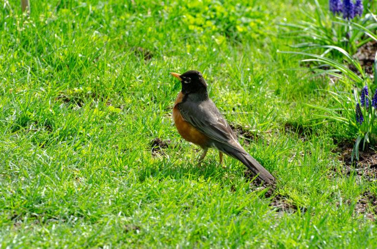 Wave hill NYC Birds and Bird Rehabilitation Info Station with the Wild Bird Fund credit Wave Hill md