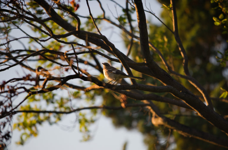 Wave hill Nights Out The Birders Lounge credit Joshua Bright md