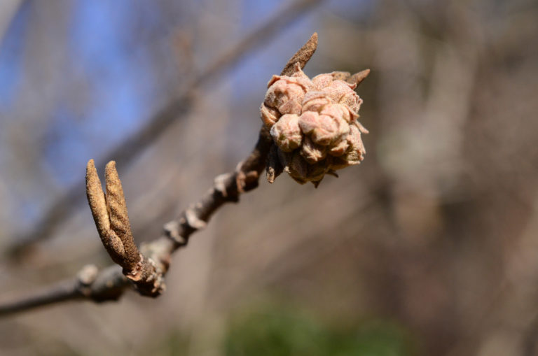 Wave hill Plant Nerd Walk and Talk Bark and Buds that Bite Back credit Jess Brey md