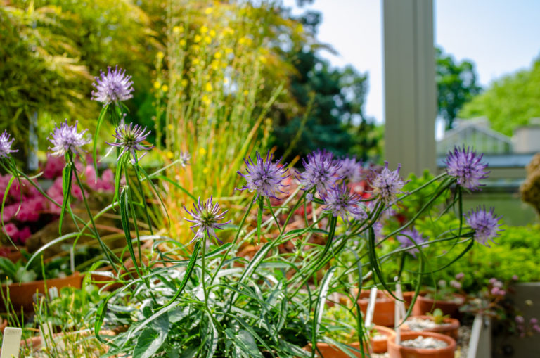 Wave hill Plants with Personalities Sketching Alpine Plants credit Wave Hill md