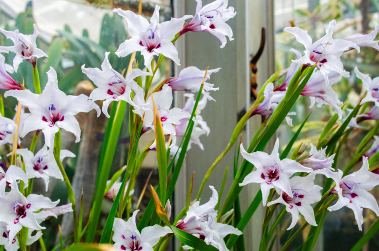Wave hill Plantwise Walk A Convergence of the Bulbs credit Wave Hill md