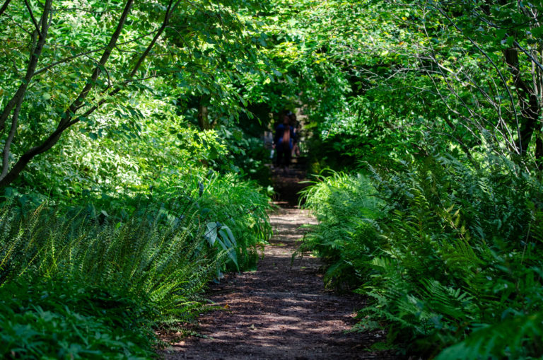 Wave hill Plantwise Walk Ferns and Other Fantastic Foliage credit Wave Hill md