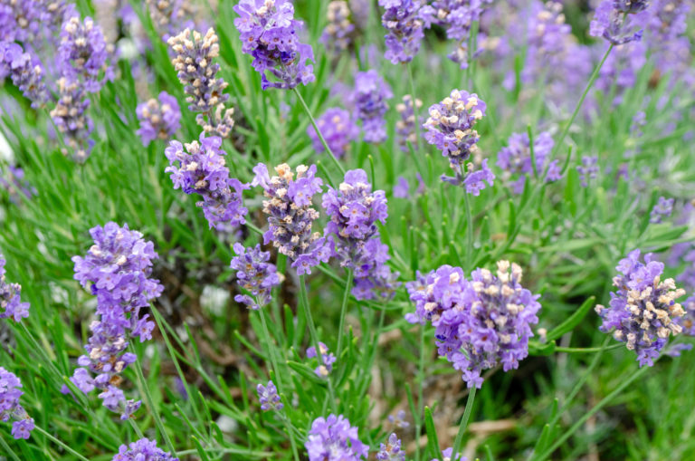 Wave hill Plantwise Walk Perfect Flowers credit Wave Hill md 2