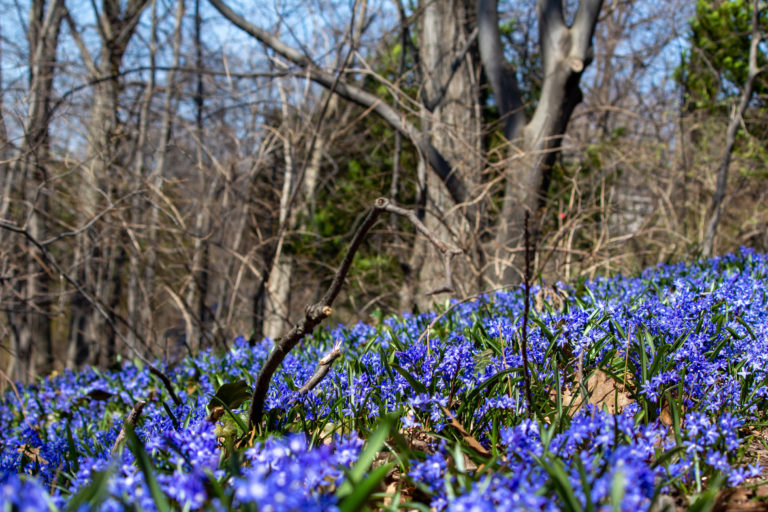 Wave hill Plantwise Walk Woodland Wildflowers credit Wave Hill md