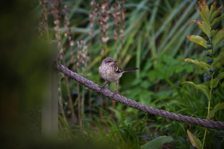 Wave hill Sit and Spot Birding credit Joshua Bright md