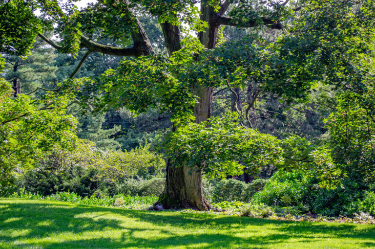 Wave hill Tree Folklore Walk credit Wave Hill