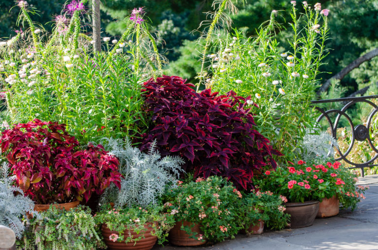 Wave hill Walks with the Gardener Favorite Annuals and Tropicals for Any Garden credit Wave Hill md