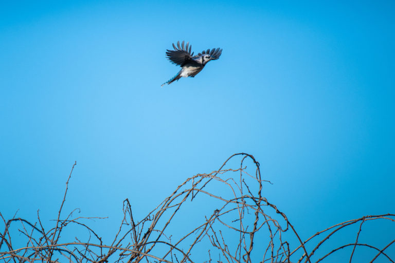 Wave hill Winter Birding credit Joshua Bright md