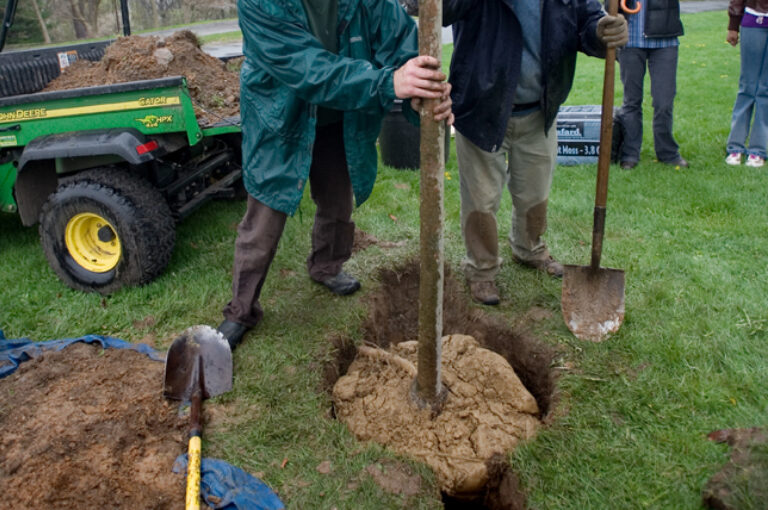 Wave hill tree planting credit Joshua Bright 2