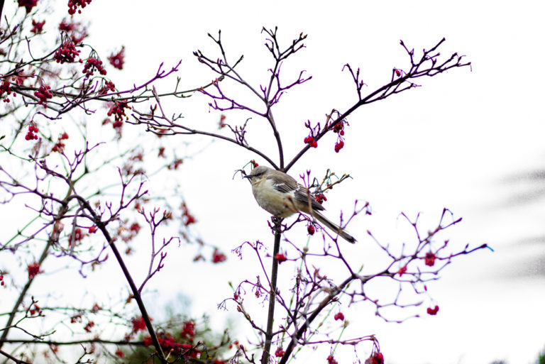 Winter2020 Winter Birding Wave Hill