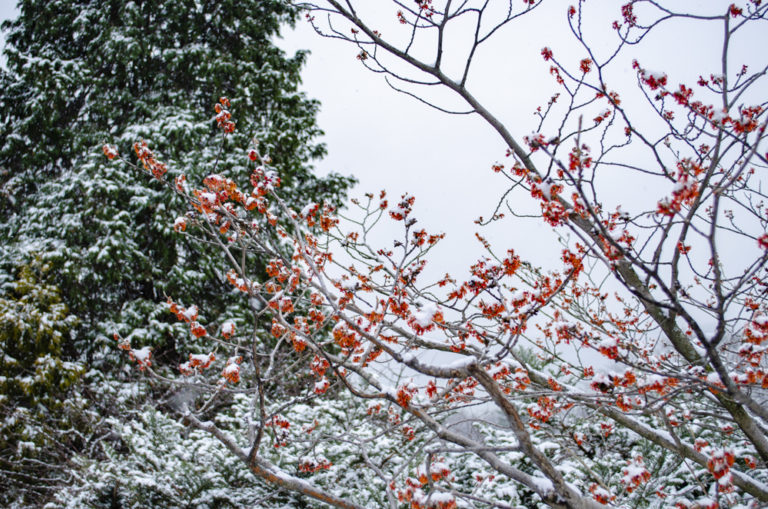 Winter2020 Winter Garden and Conservatory Highlights Walk Wave Hill 3