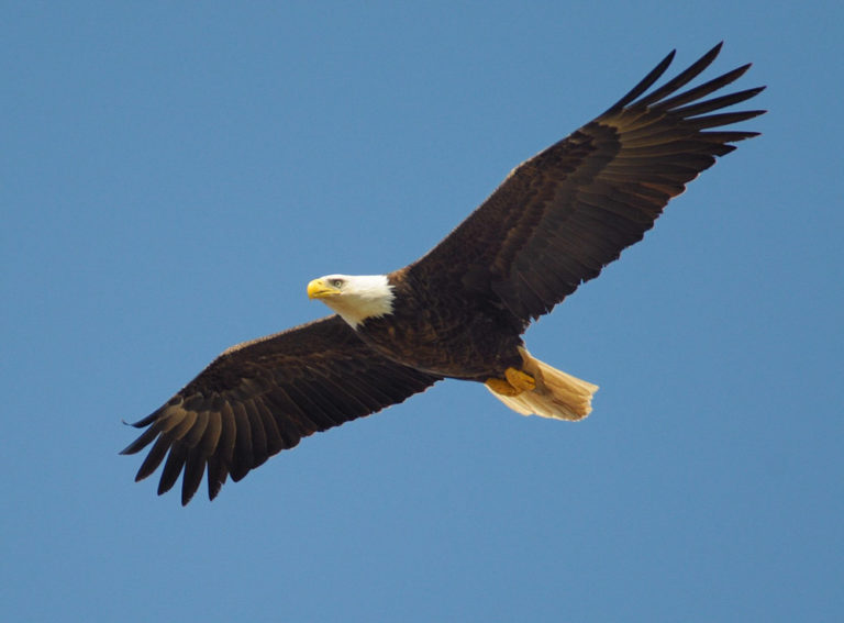 Winter2020 eaglefest