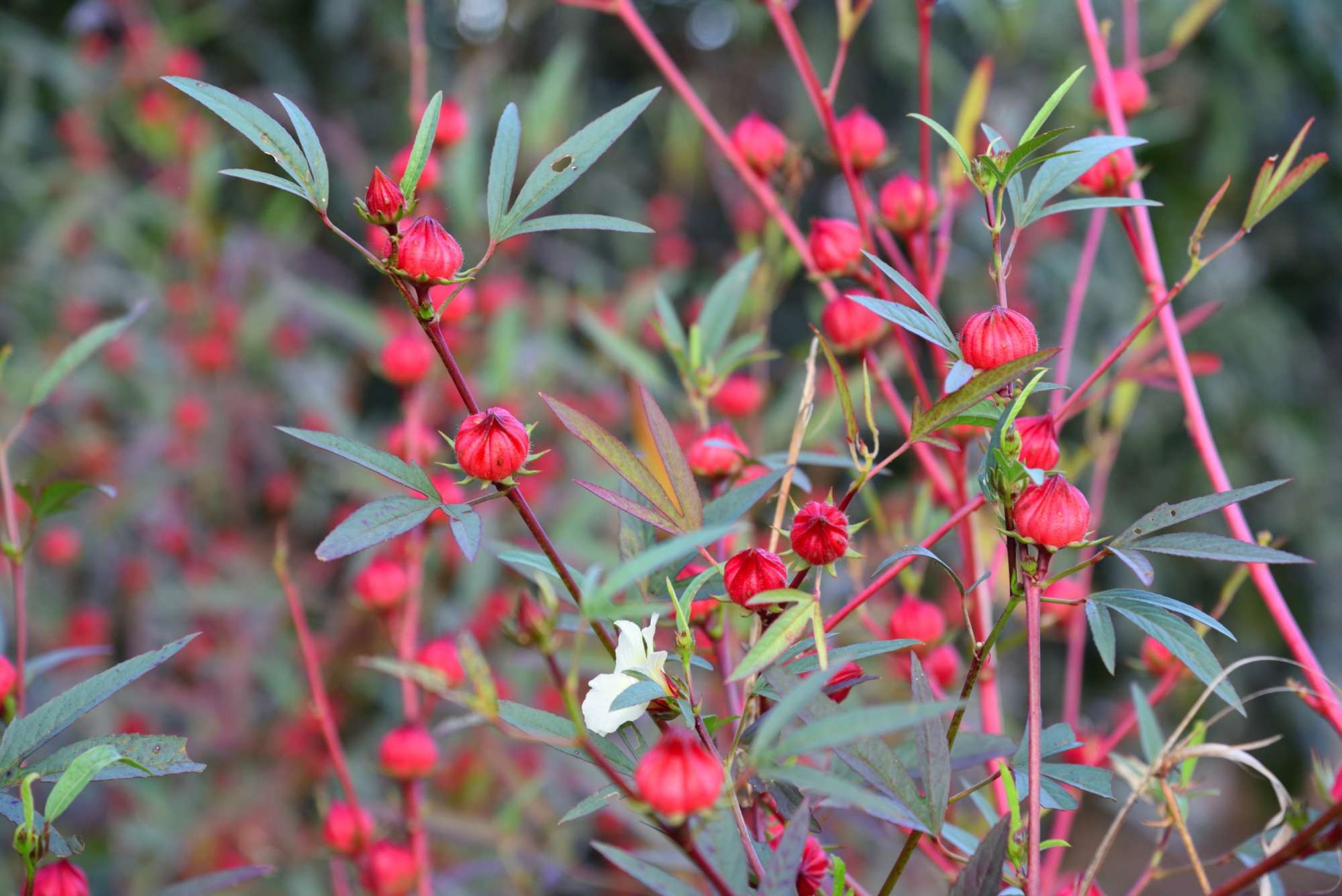 Red Rosela Cubana