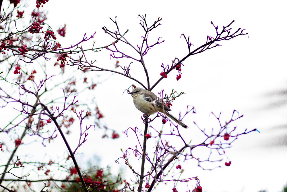 Winter2020 Winter Birding Wave Hill